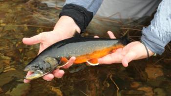 Arctic Char