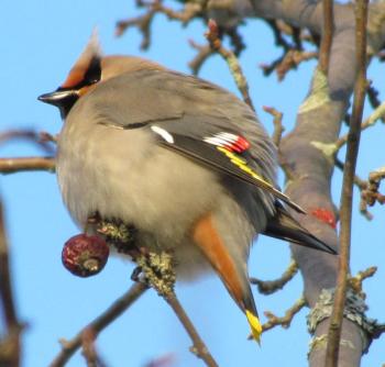 The bohemian waxwing is the boisterous and more colorful out-of-town cousin of the usually more common cedar waxwing. Photo courtesy of Jeff Wells
