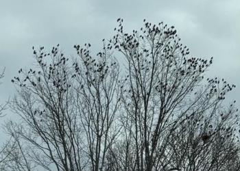 A portion of the massive flock of waxwings in the authors' neighborhood. Vocalizing together, the birds sounded like a hissing teakettle. Courtesy of Jeff and Allison Wells. 