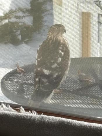This Cooper's hawk just finished devouring a northern cardinal on the authors' porch. It's been hanging around the neighborhood throughout the winter. Courtesy of Jeff Wells.