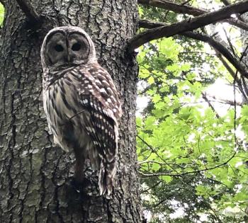 Barred owl in Rockport (Photo by Lynda Clancy)