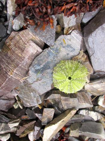 upclose of beach materials