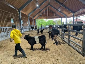 Youth lead cows around a barn