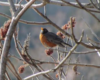 The first returning American robins in spring sometimes have to resort to a variety of foods like these staghorn sumac fruits. Photo by Jeff Wells