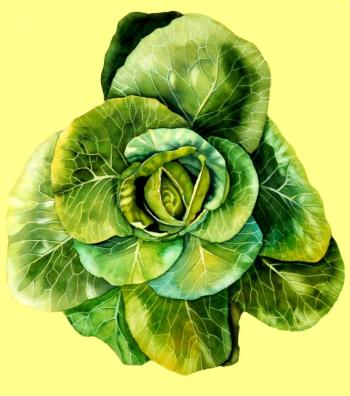 Cabbage. Photo courtesy Katharine Cartwright