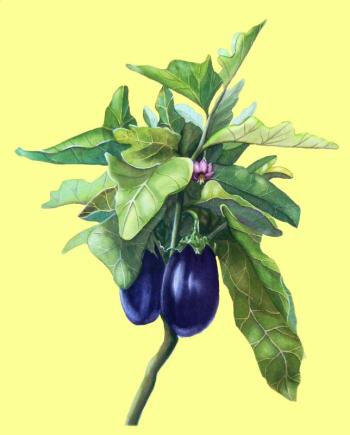 Eggplant. Photo courtesy Katharine Cartwright