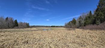 open area between forests