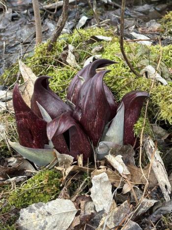 Skunk Cabbage