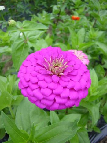 pink zinnia