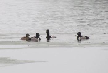 Ring-necked ducks cram into the small spaces of open water in otherwise frozen Central Maine lakes in March as they begin their spring journeys to the north. Photo by Jeff Wells