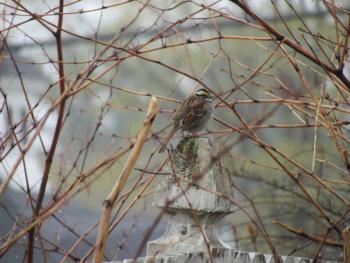 White-throated sparrows that spent the winter in our backyard are now tuning up their songs in preparation for their return to breeding grounds. Photo by Jeff Wells