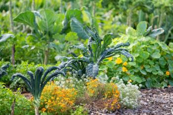 upclose view of plants in a garden