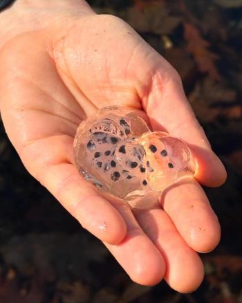 hand holds egg mass