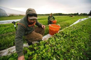 farmers picking crop