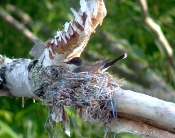 Eastern Kingbird