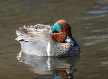 This handsome duck with a rufous and green head does not carry the name "duck" and instead is known as the green-winged teal. Photo by Rhododendrites courtesy of Wikimedia Commons