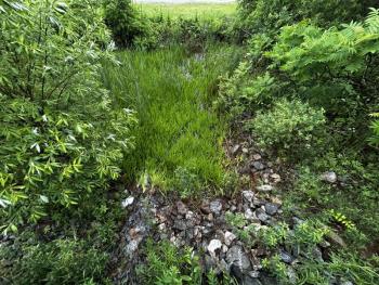 Maine's lush spring environment is also prime habitat for ticks. Walk with care and do a thorough tick-check after exploring the wild and even not-so-wild landscape. 