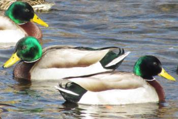The mallard, one of the more cosmopolitan of ducks, received its name historically from the French. Photo courtesy of Jeff Wells.