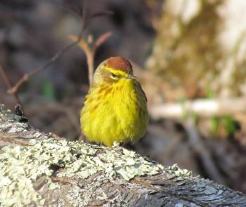 After spending the winter hanging around palm trees (hence the name), palm warblers begin arriving in Maine in April. Photo courtesy of Jeff Wells. 