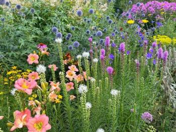 perennials in a garden