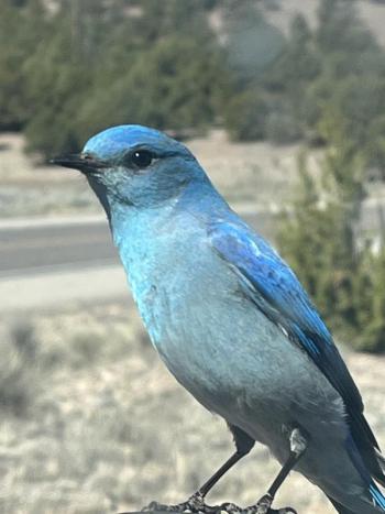 (Photo by Rick Cronin)