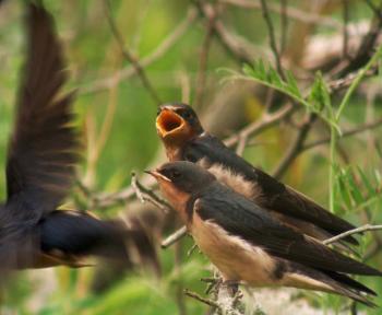 Swallow nestlings