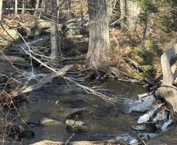 The snow melting off the hills swells Frohock Brook on its path the bay. (Photo by Tracee O’Brien)