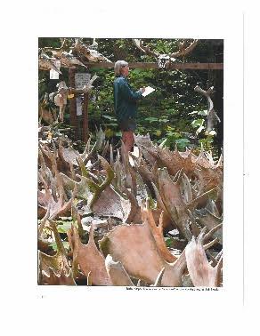 woman sketching among antlers