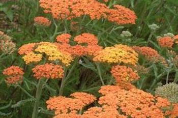 Achillea