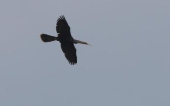The long neck and long tail of a soaring anhinga make a very distinctive profile for this waterbird that is famously accomplished at soaring. Photo by gary_leavens, courtesy of WIkimedia Commons.