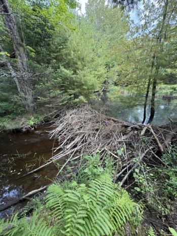 beaver dam 