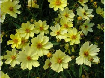 Coreopsis