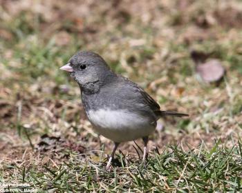 To some ears, the trill of the dark-eyed junco is thought to be more "musical" than the trills of other species, but making music isn't what's on the minds of singing juncos.  Photo courtesy of David Small