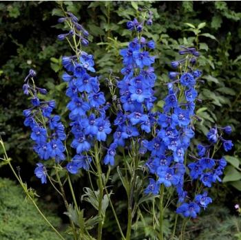 Belladonna