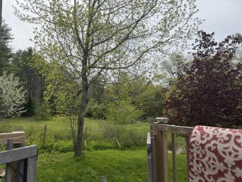 Tree line