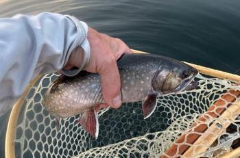 trout being put in net