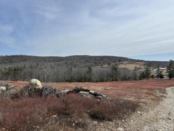 A blueberry field on Beech Hill Road in Northport could be home to an RV resort and home to agricultural tourism. (Photo by Lynda Clancy)