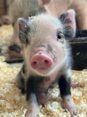 piglet