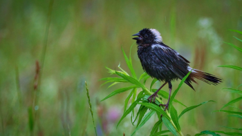 bird on a branch of vegetation