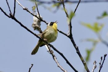 bird in tree
