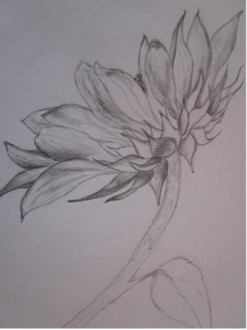 light pencil flower drawing
