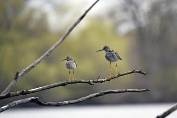 As you might expect from the name, the lesser yellowlegs (on the left in this photo) is diminutive as compared to the greater yellowlegs (on the right). Both species nest in wetlands of the Boreal Forest biome of Canada and Alaska and winter as far south as South America. Photo by Courtney Celley/USFWS, Public Domain, https://www.fws.gov/media/lesser-and-greater-yellowlegs.
