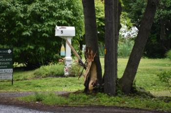 tree damage