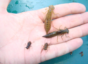 insects crawl on hand
