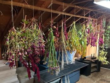 flowers hanging from a roof
