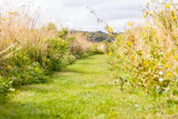 grassy path