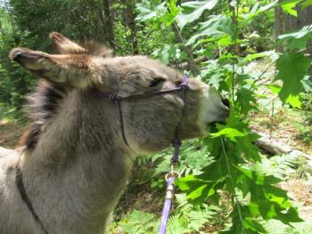Me forgetting to be the leader because now Kota is snacking on the whole tree. Photo by Kay Stephens