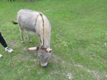 Sicilian donkeys have prominent stripes down their flanks. Photo by Kay Stephens