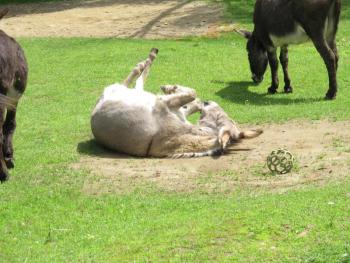 Henry showing his dirt-rolling skills. Photo by Kay Stephens