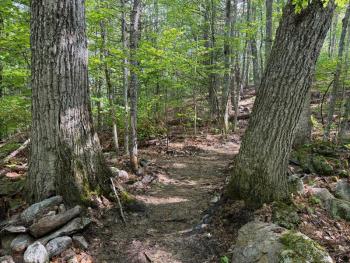 forest trail between trees